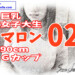 マロン02表紙文字