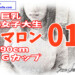 マロン01表紙文字